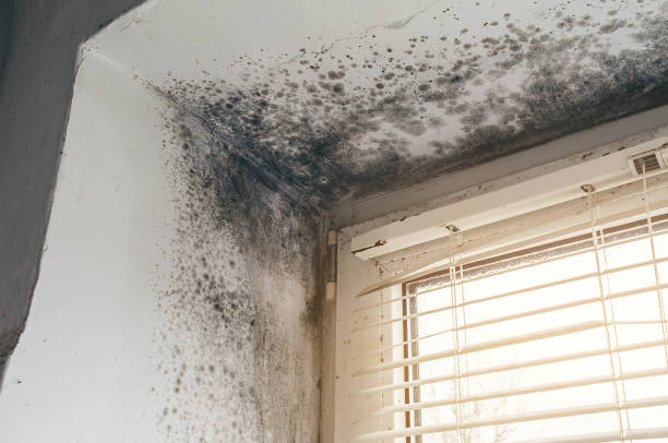 Affordable Mold Cleanup solutions in Lawrenceville, NJ
